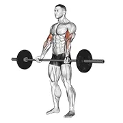 Barbell Curl yapılış animasyonu